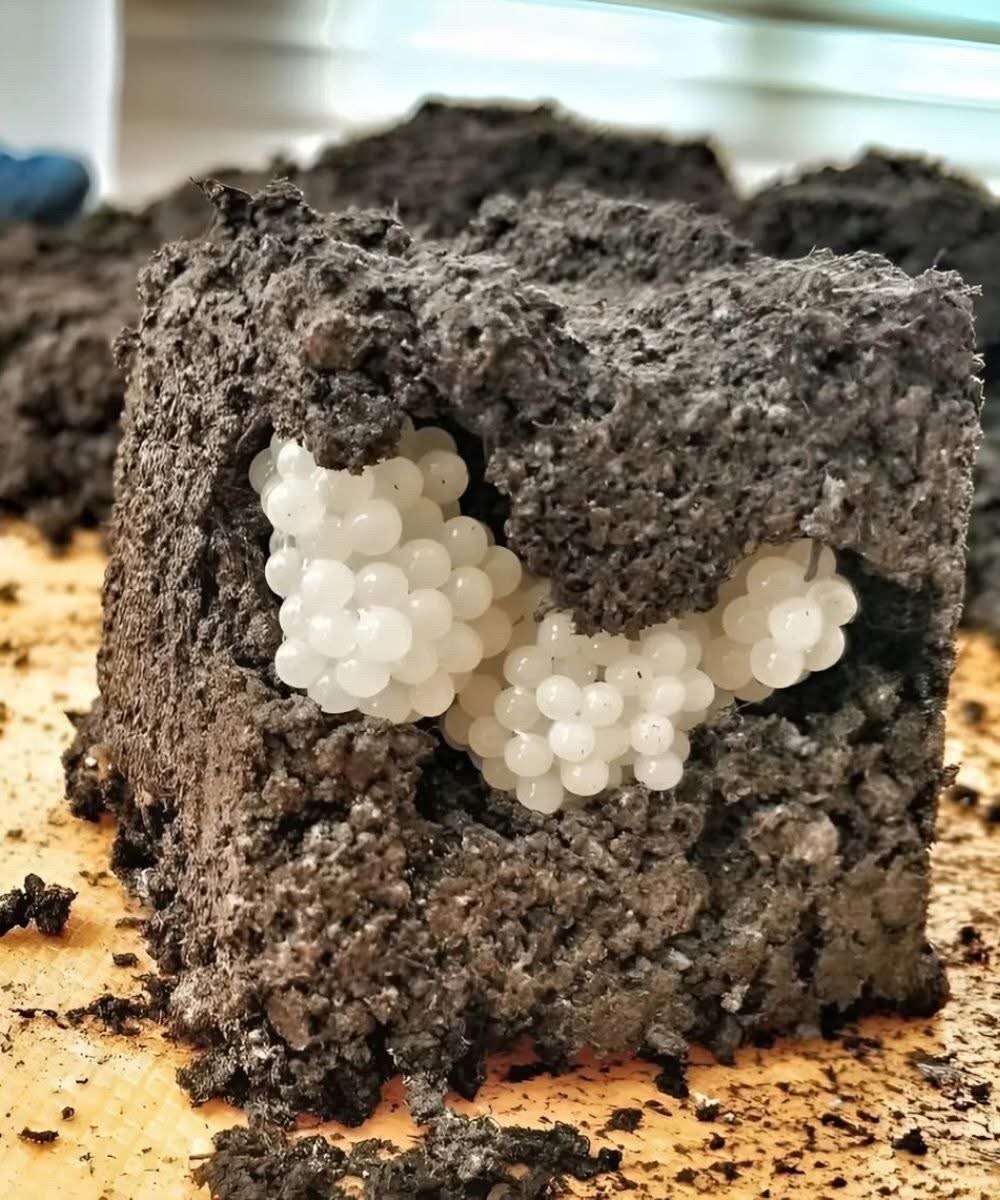 White, Round Balls in the Yard: The Shocking Truth Behind Them