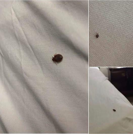 Find a Tick Inside Your Home