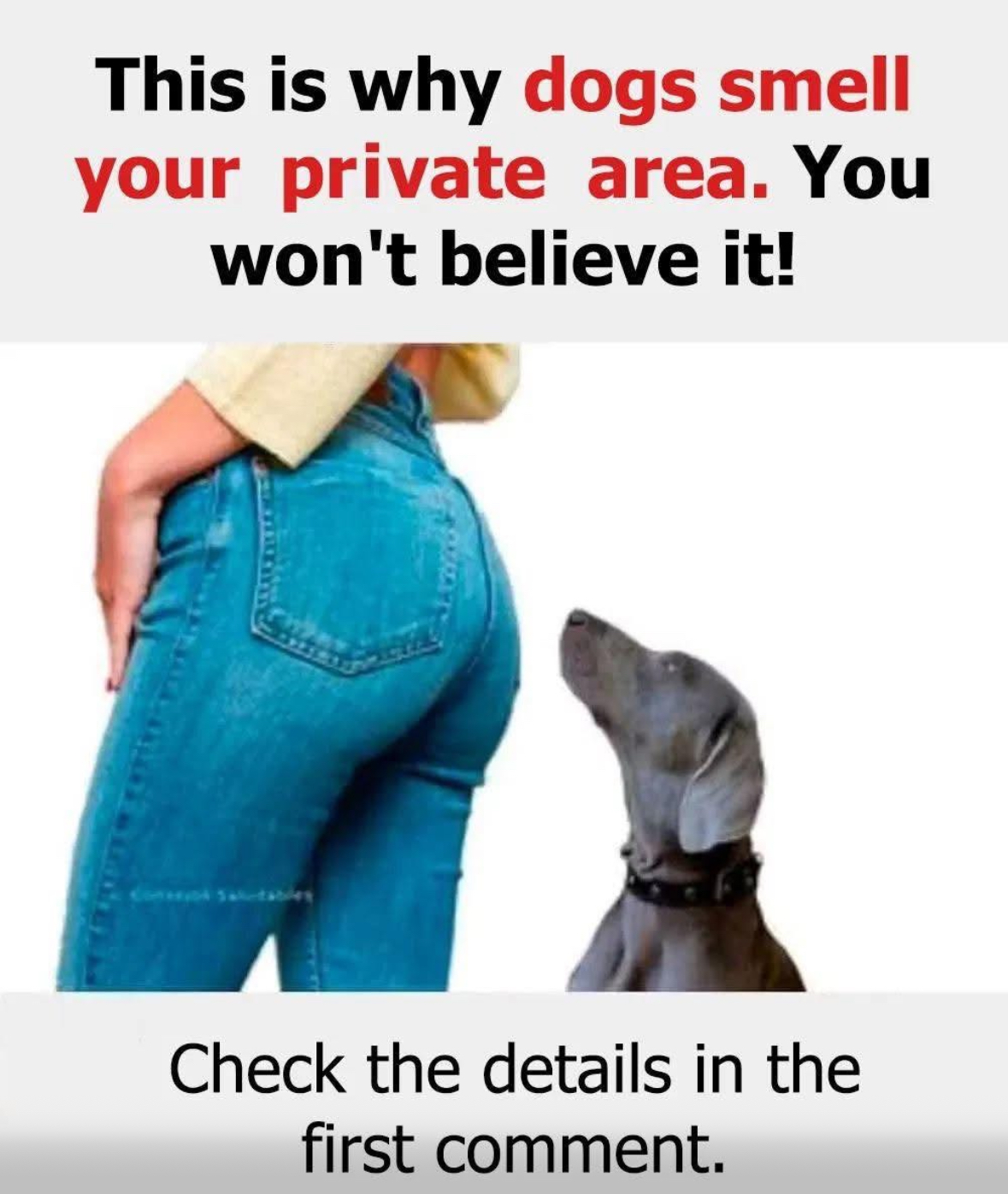 Reasons Why Dogs Smell Your Crotch