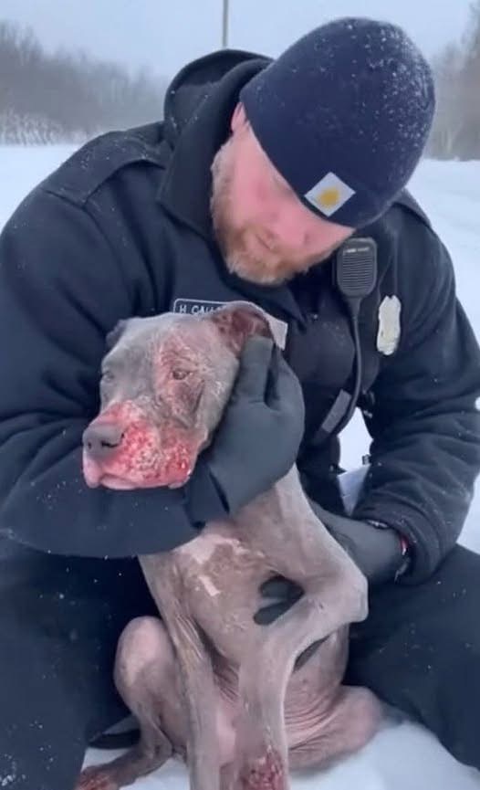 The call was for an aggressive dog on a freezing, remote road, When the officer arrived and saw him!