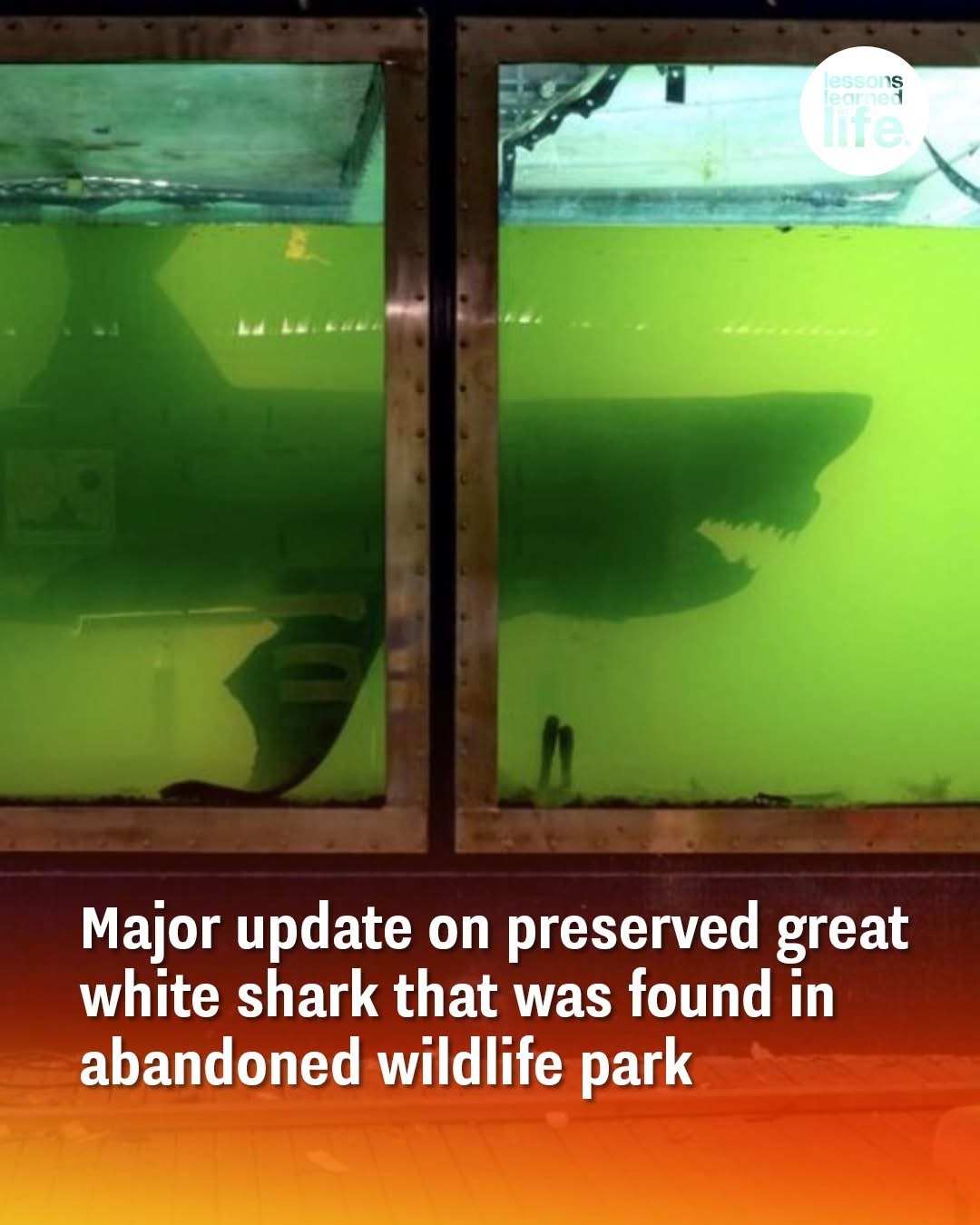 Major Update on Preserved Great White Shark Found in Abandoned Wildlife Park — Rosie Has Been Dead for Over 20 Years