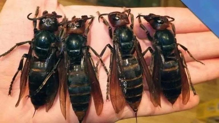 IMPORTANT ALERT! DEADLY DANGER! The Most Dangerous Insect In The World Has Appeared