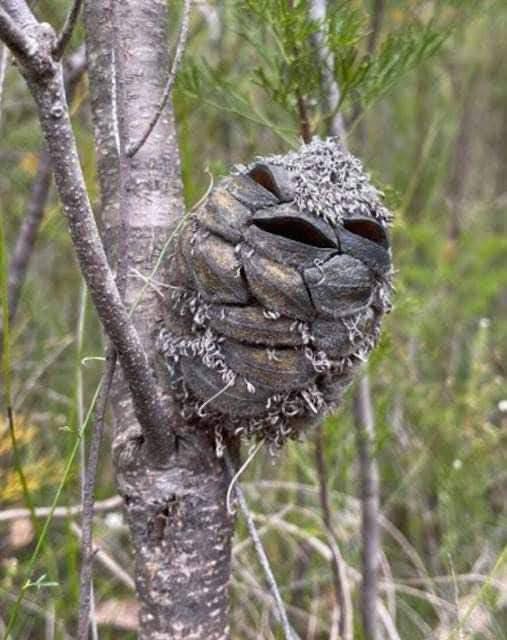 She Thought It Was a Cute “Happy Bird”… Until She Took a Closer Look