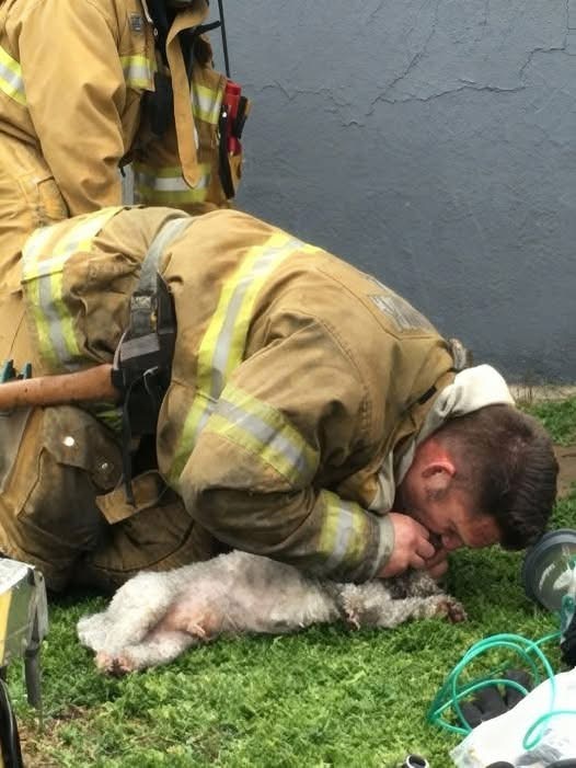 Lifeless Dog has ben rescued by Hero Firefighters after ferforming Mouth-To-Snout resuscitαtion after being pulled from Fi.re!