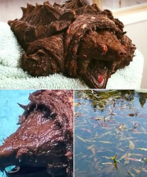 A woman walking her dog finds dinosaur-like creature in a lake