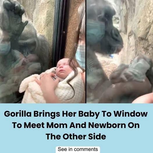 Gorilla brings her baby to window to meet mom and newborn on the other side