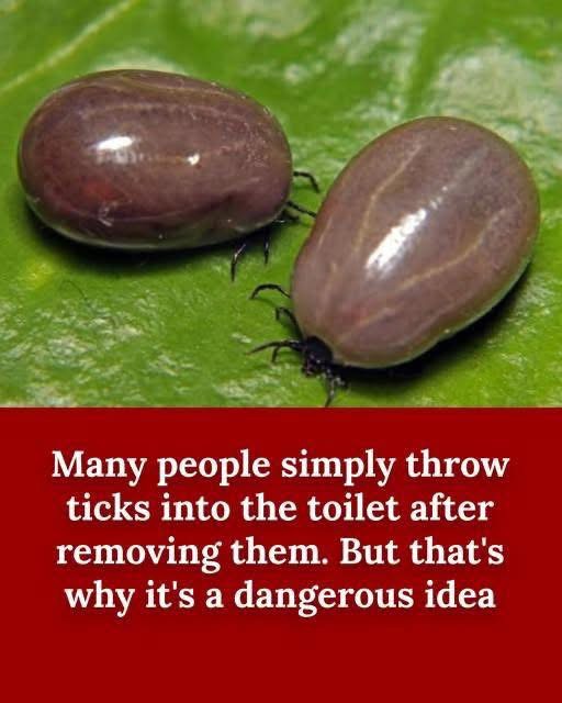 How to properly dispose of ticks if you find one