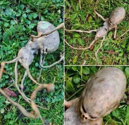 Neighbor Finds Mysterious Object in Their Backyard — and the Internet Can’t Figure It Out