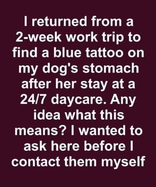 I Picked Up My Dog from a 24/7 Daycare