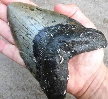 A 9-Year-Old Picked Up This “Strange Rock” on the Beach — Then Experts Revealed What It Really Was