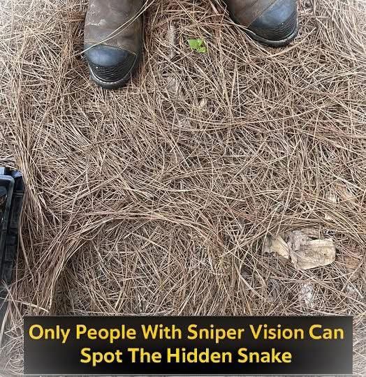Only People With Sniper Vision Can Spot The Hidden Snake In This Photo