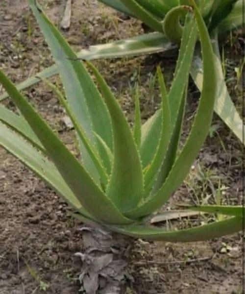 Just a piece of aloe vera and you will no longer suffer
