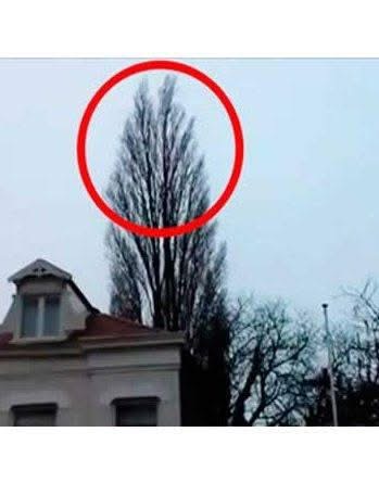He Was Just Filming a Tree — But at 0:18, Something Moved That Shouldn’t Have Been There