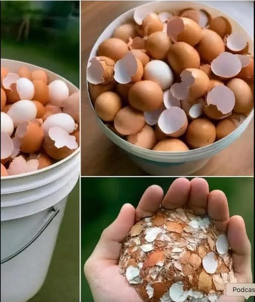 Doctors Reveal Why You Should Boil Eggshells — And Why Millions Are Suddenly Trying This Simple Trick