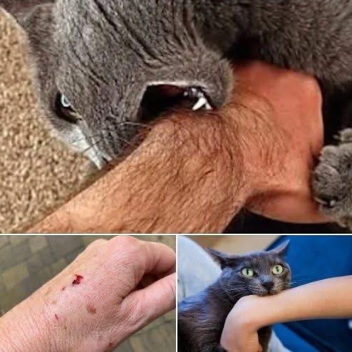 If a Cat Bites You, This Is What It Really Means — And Most Owners Have No Idea