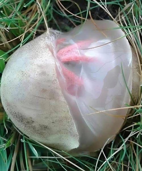 The Unexpected Garden Discovery That Taught Me Something Meaningful