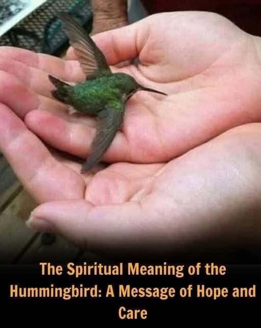 When a Hummingbird Visits Your Home, It’s Never by Accident
