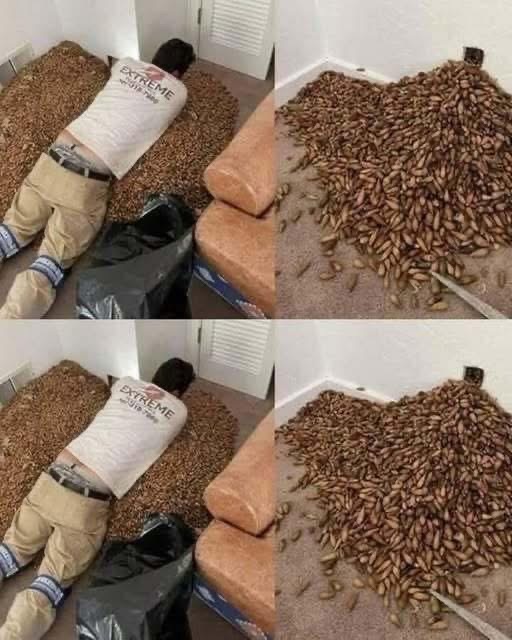 A man smells a strong smell in his house, when he finds out that he opens the wall he finds!”