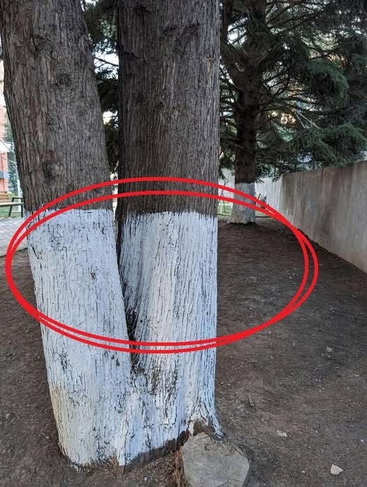 Why Officials Painted the Bottom of Every Tree White