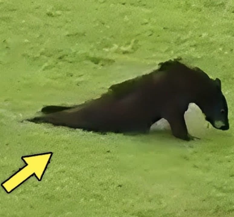 00:00 / 01:31 Dying Bear Limped Into a Village — What the People Did Next Left Everyone in Tears