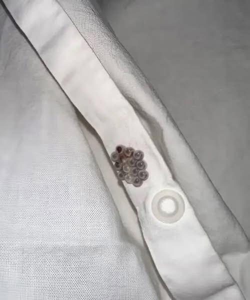 A Shocking Discovery in My Bed Turned Into a Wake-Up Call About Hidden Home Dangers