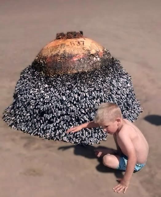 Dad Posts Beach Photo of His Son — One Small Detail Prompts Swift Action