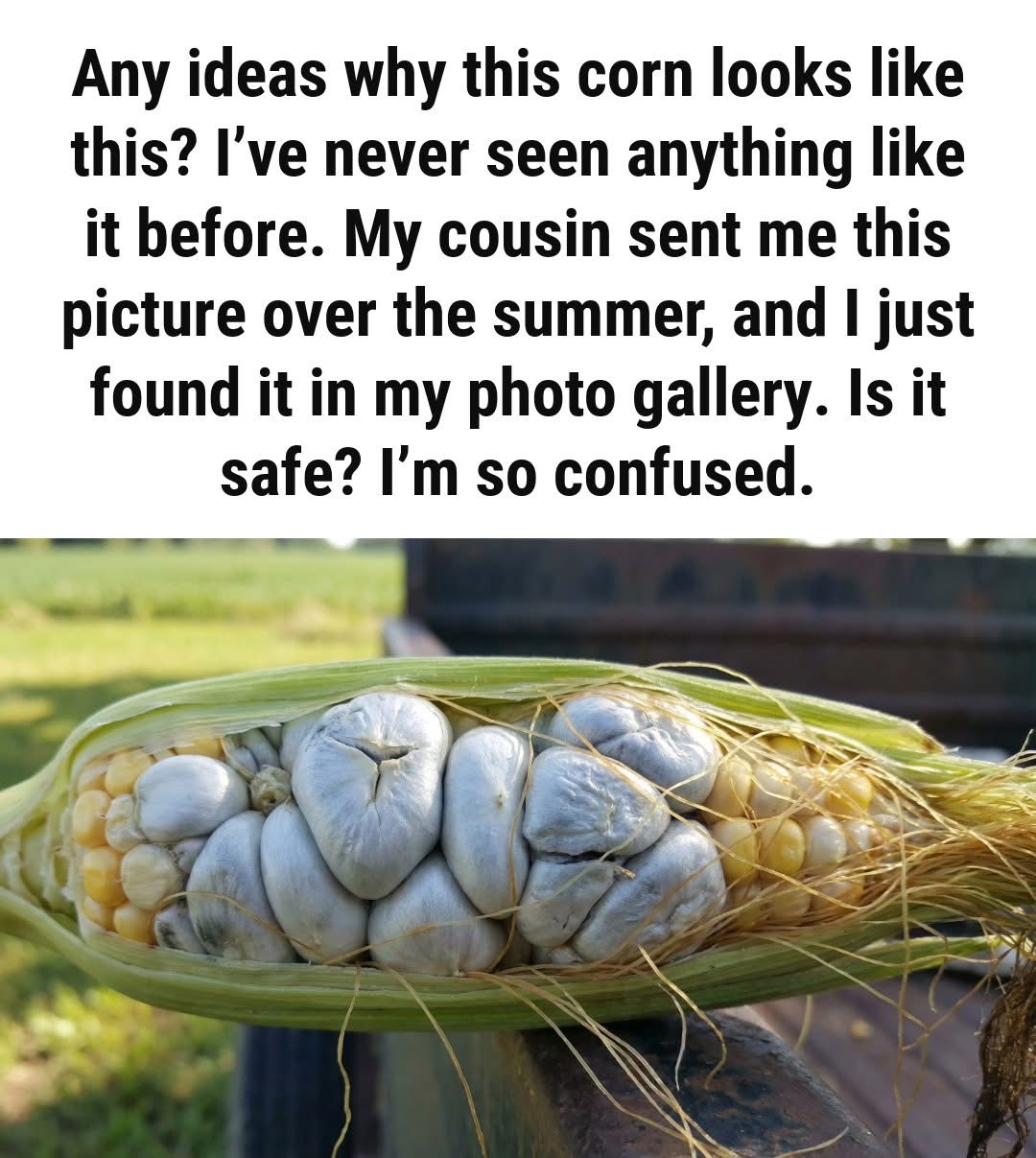 Ever Notice a Bump on Corn? Here’s the Name Behind It