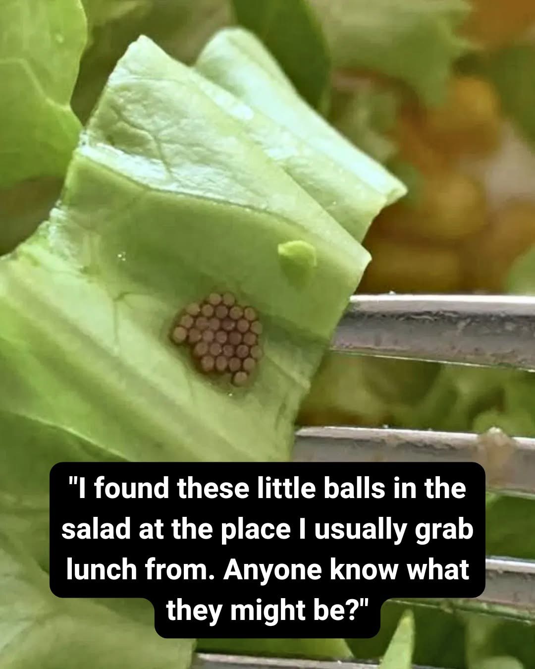 What She Mistook for Quinoa Turned Out to Be Something Different