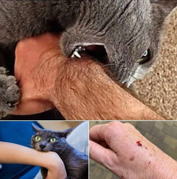 If you are bitten by a cat, here’s what it really means
