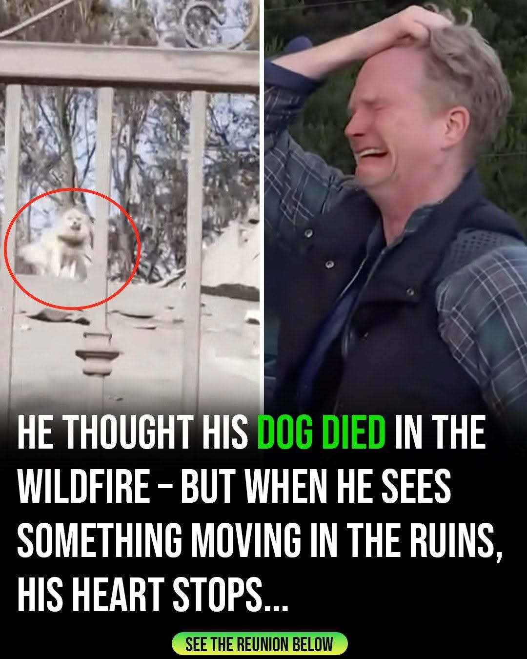 After five days apart, man finds his dog following wildfire destruction