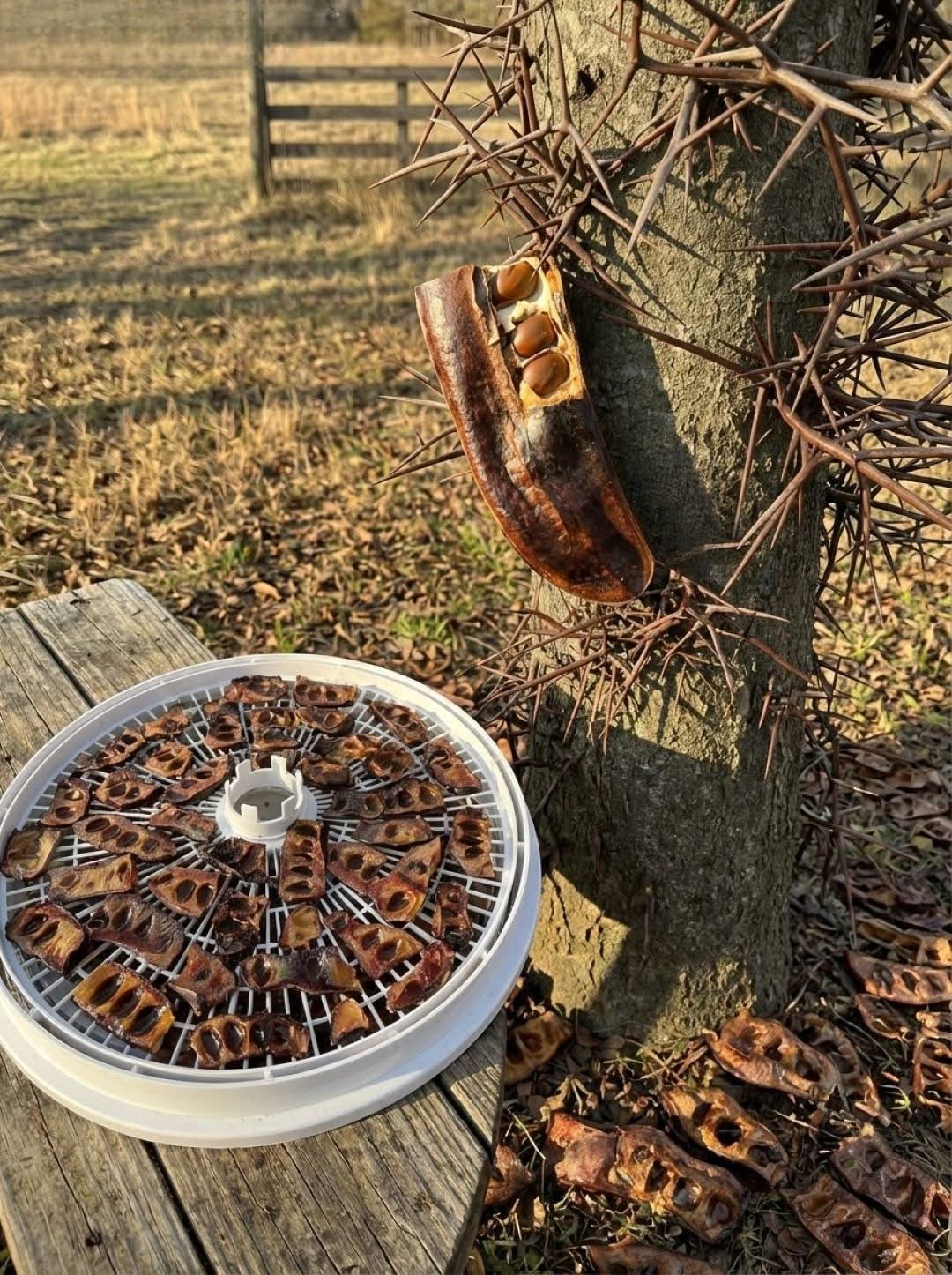 Discover the Surprising Uses of the Honey Locust Tree