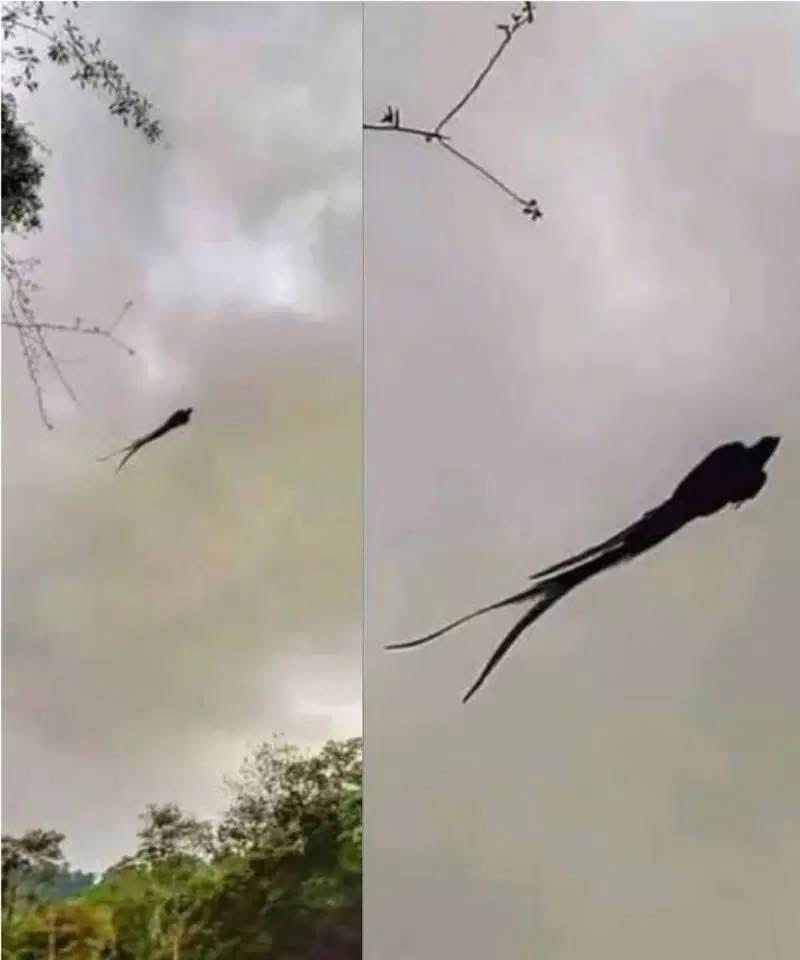 Majestic Creature in the Sky? The Truth Behind the Viral Mexico Photo