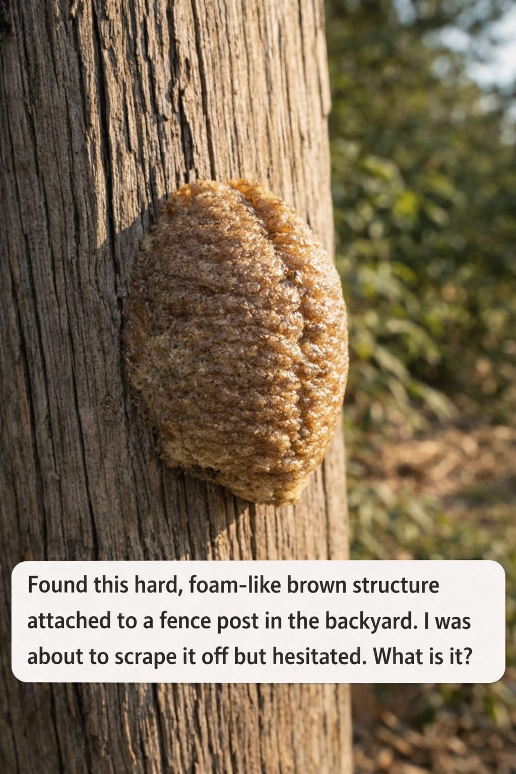 Strange Foam-Like Object on My Fence — What Could It Be?