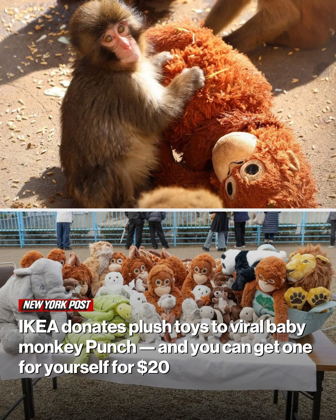 IKEA donates plush toys to viral baby monkey Punch — and you can get one for yourself for $20