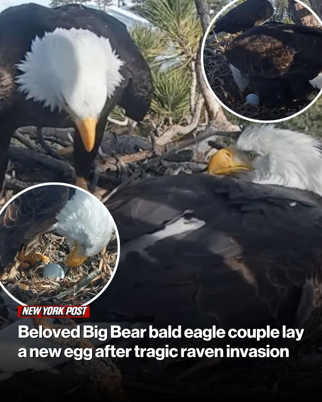 Beloved Big Bear bald eagle couple lay a new egg after tragic raven invasion