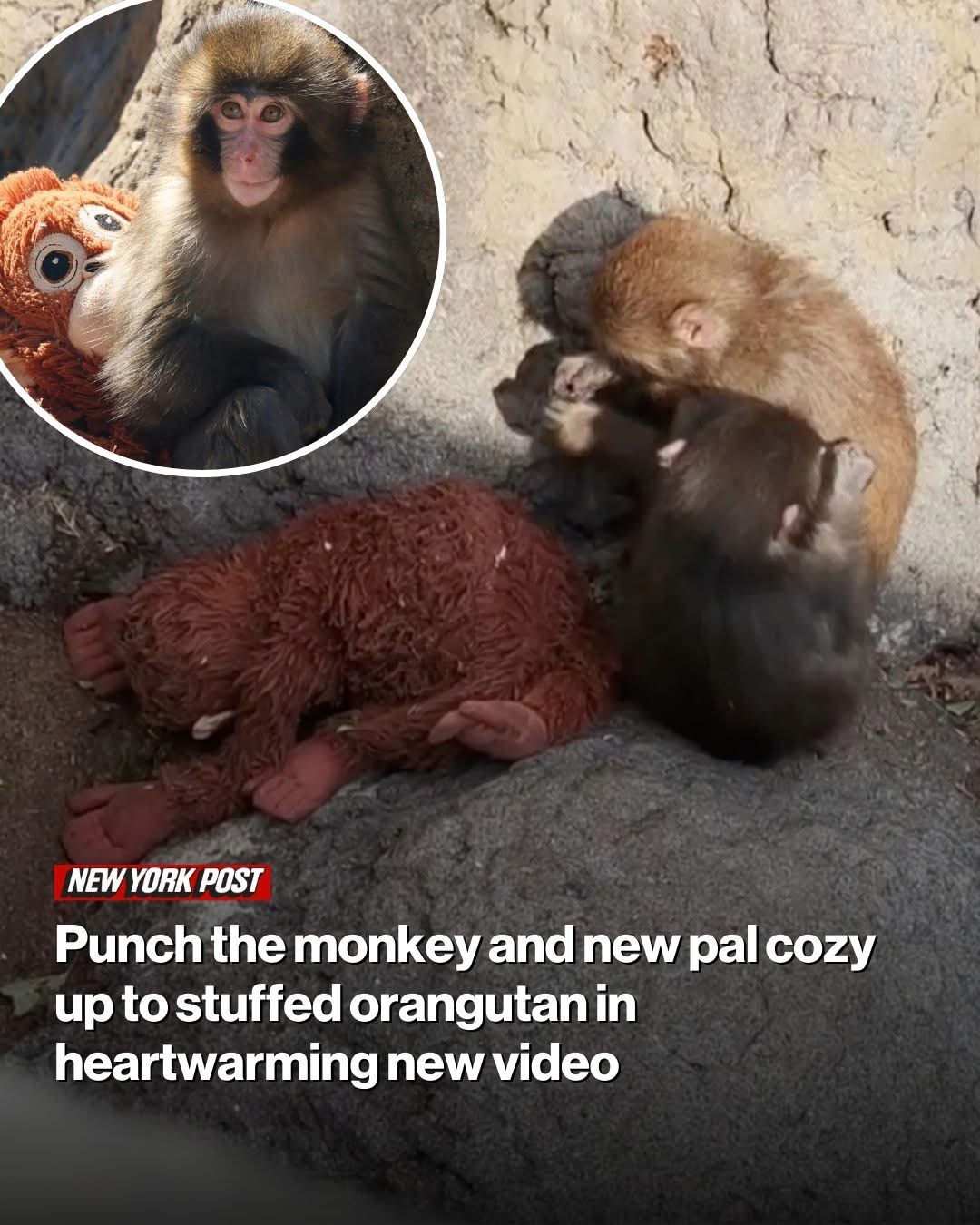 Punch the monkey and new pal cozy up to stuffed orangutan in heartwarming new video