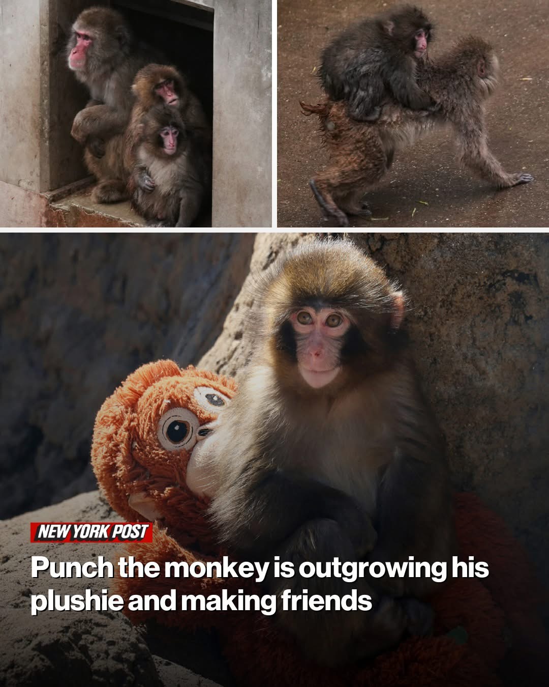 Punch the monkey is outgrowing his plushie and making friends