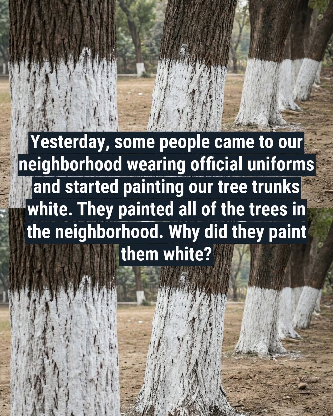 Why Some Trees Are Painted White and What It Means