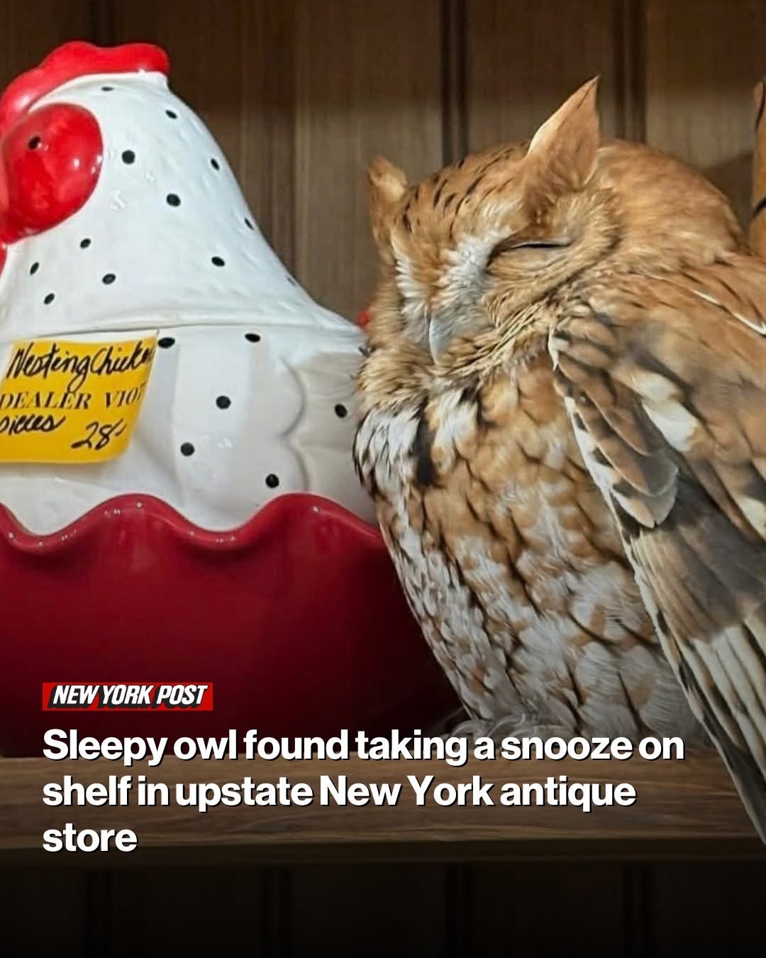 Sleepy owl found taking a snooze on shelf in upstate New York antique store
