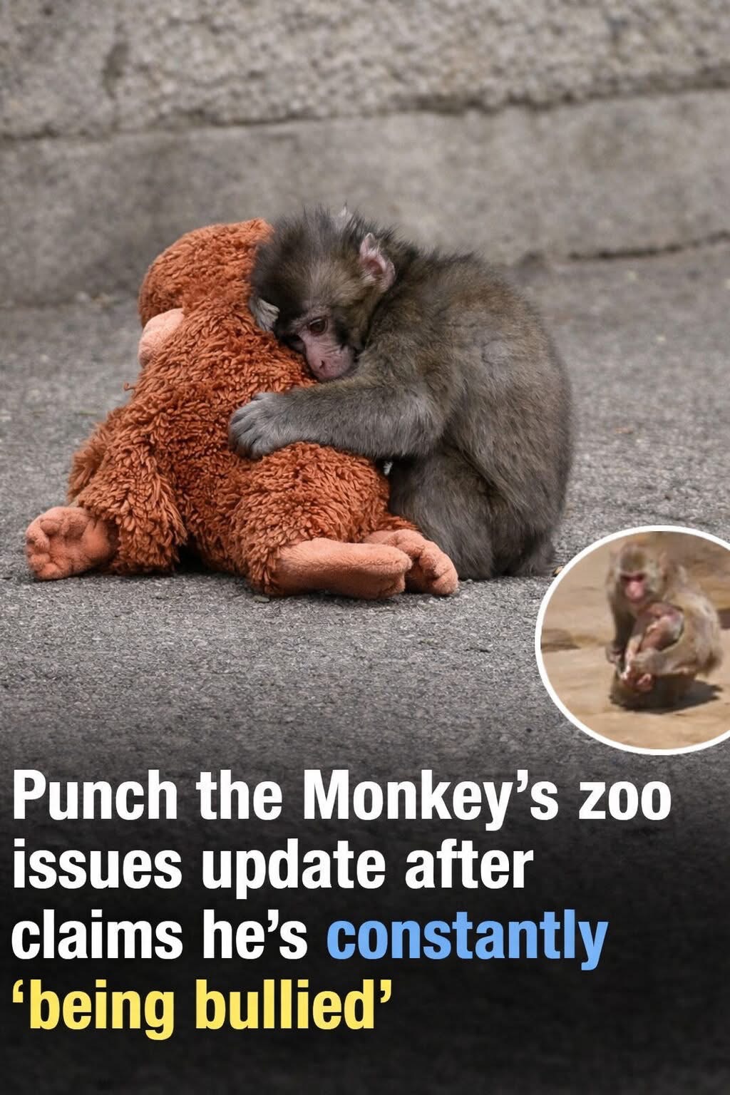 Viral Claims About Monkey ‘Punch’ Being Bullied Prompt Response From Zoo