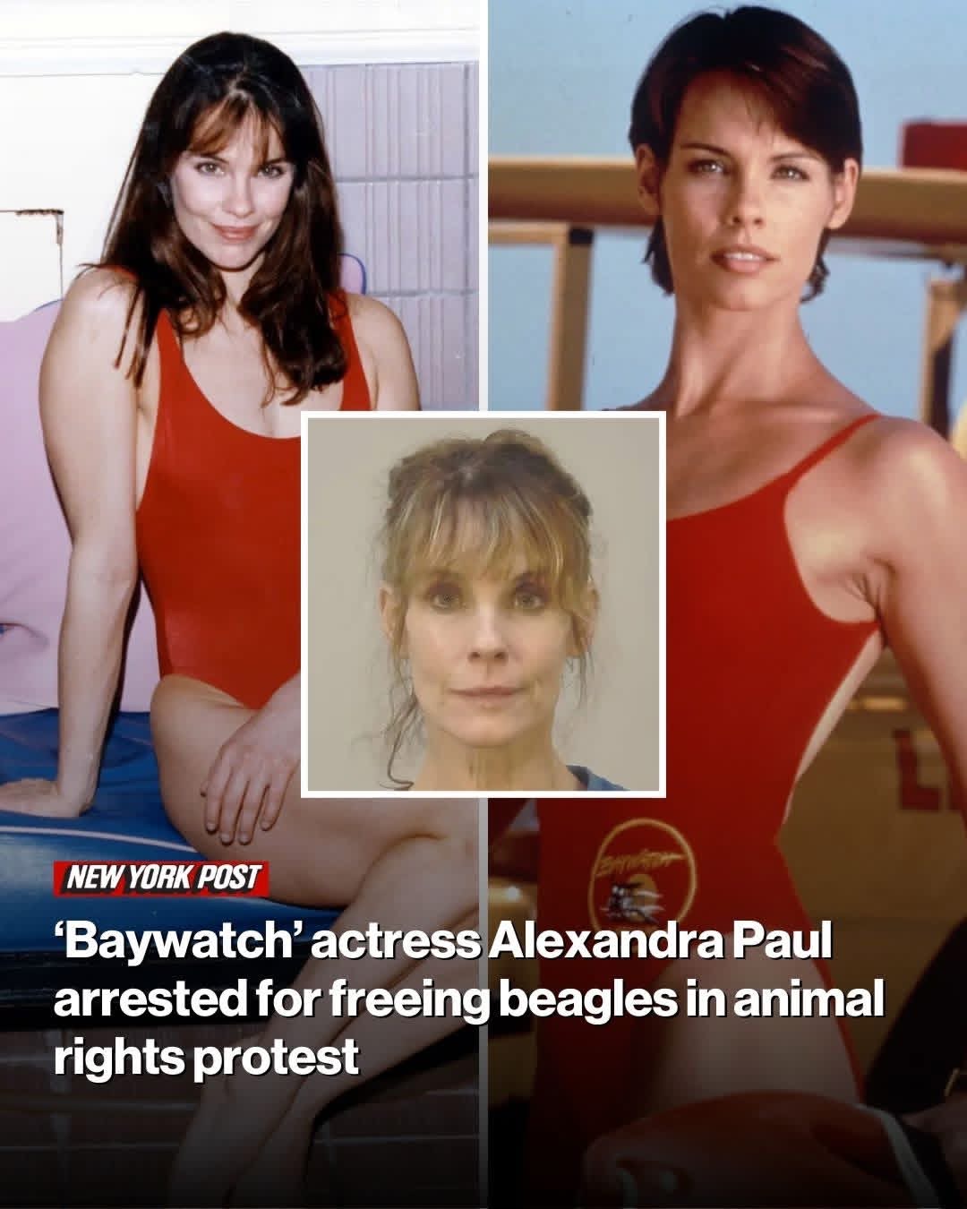NEWS ‘Baywatch’ actress Alexandra Paul arrested for freeing beagles in animal rights protest