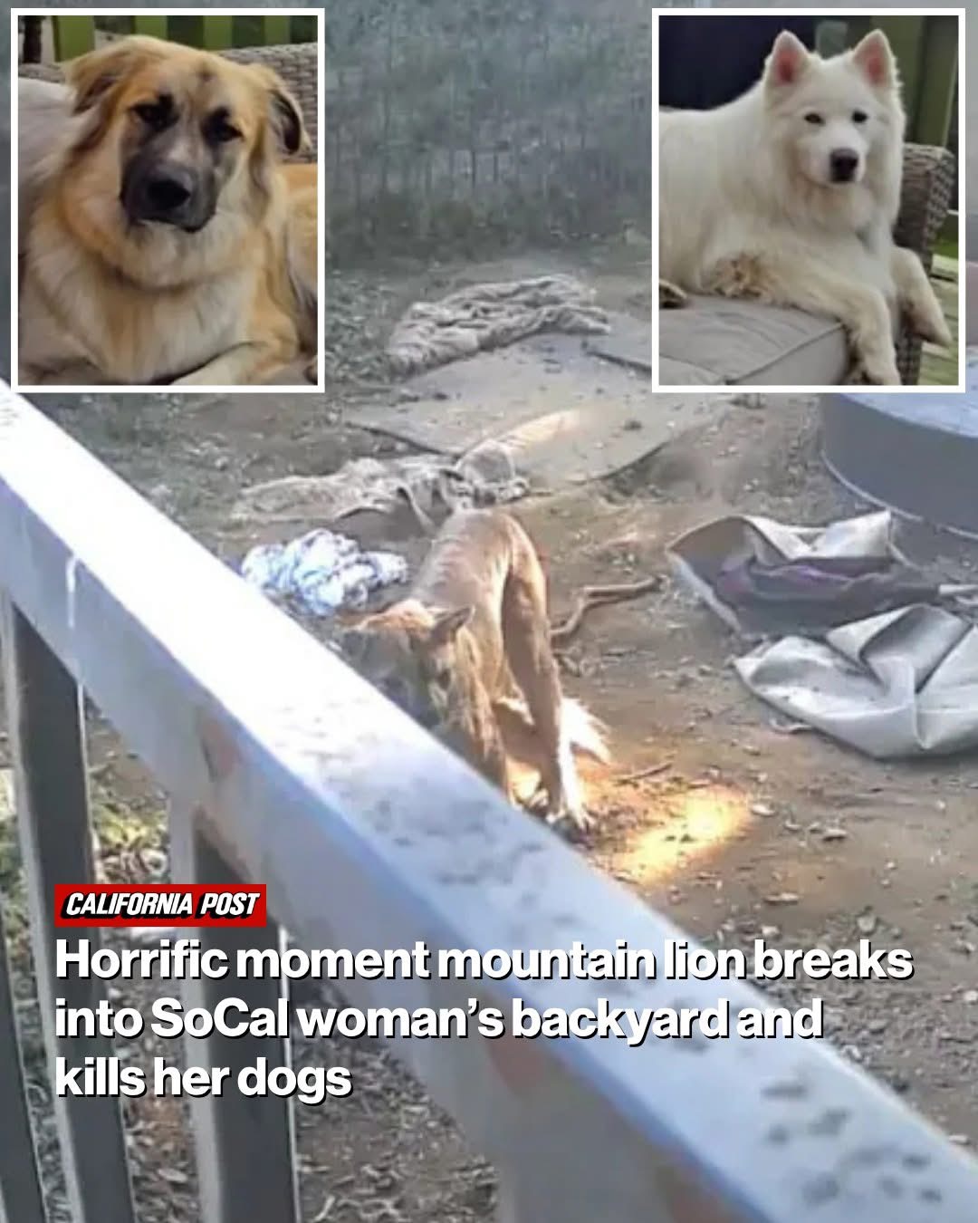 Horrific moment mountain lion breaks into SoCal woman’s backyard and rips apart her husky and Anatolian shepherd